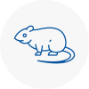Rat Control Braunstone