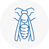 Braunstone Wasp Nest Removal